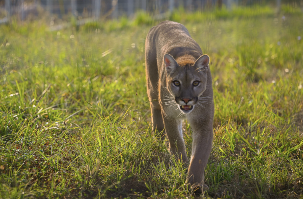 Cougars: the Apex Feline of North America